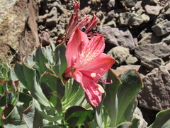 Alstroemeria spathulata