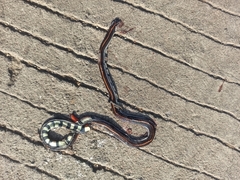 Calliophis intestinalis