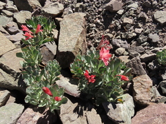 Alstroemeria spathulata