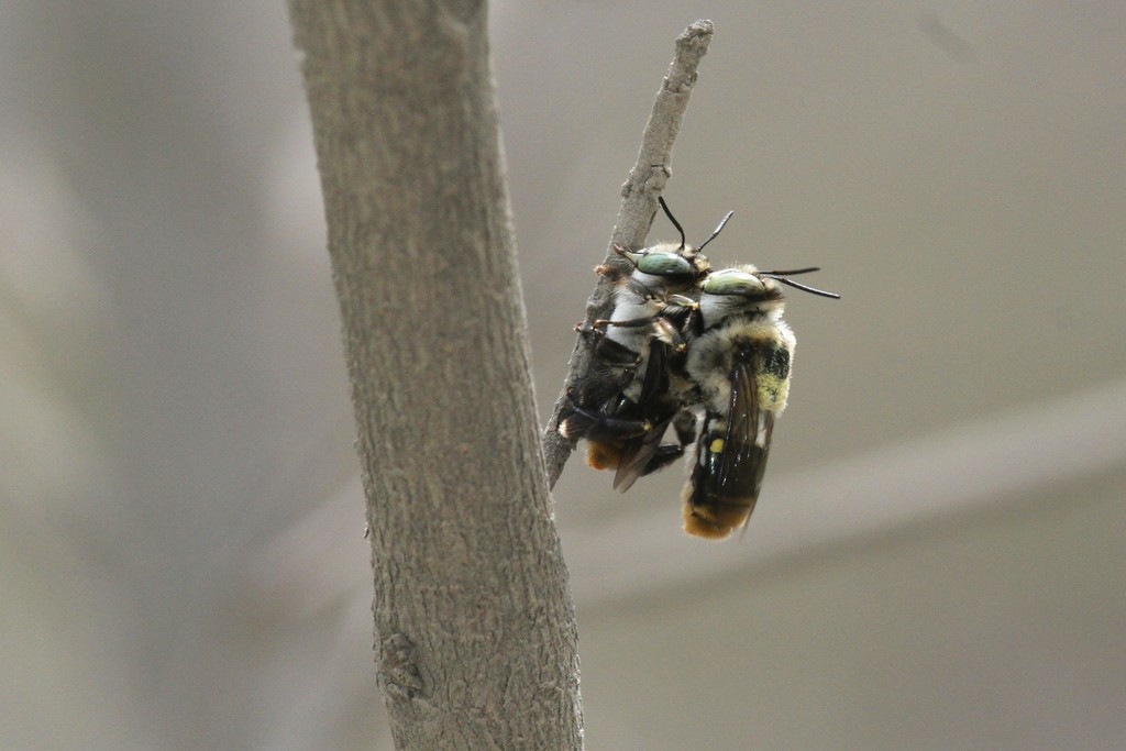 Centris maculifrons