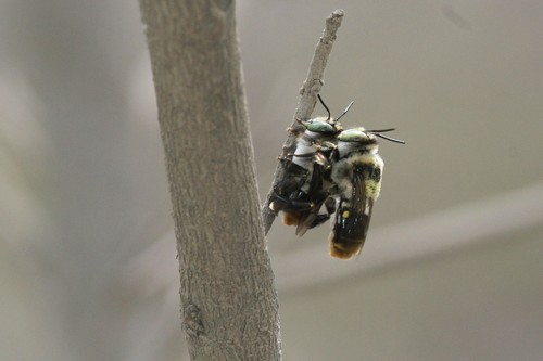 Centris maculifrons