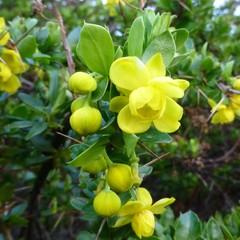 Berberis angulosa
