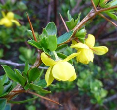 Berberis angulosa