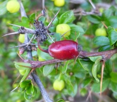 Berberis angulosa