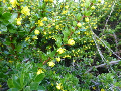 Berberis angulosa