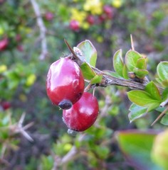 Berberis angulosa