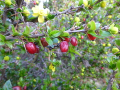 Berberis angulosa