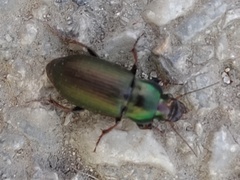 Harpalus distinguendus