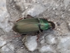 Harpalus distinguendus