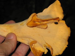 Cantharellus confluens