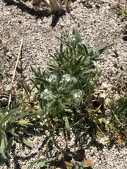 Cryptantha barbigera barbigera