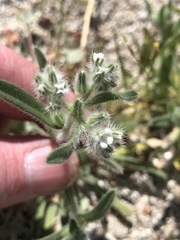 Cryptantha barbigera barbigera