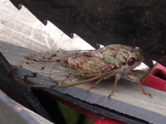 Neocicada hieroglyphica