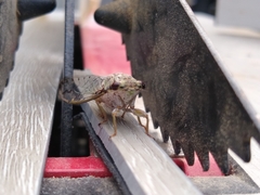 Neocicada hieroglyphica