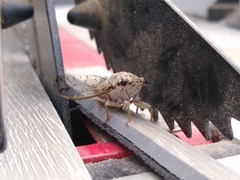 Neocicada hieroglyphica