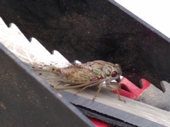 Neocicada hieroglyphica