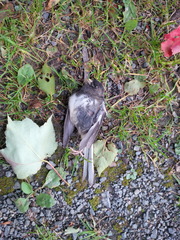 Junco hyemalis image