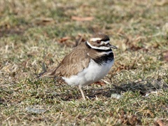 Charadrius vociferus