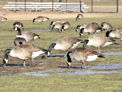 Branta canadensis
