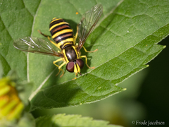 Xanthogramma flavipes