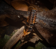 Atyphella scintillans