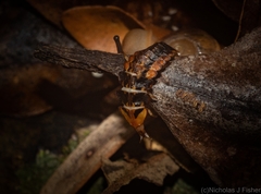 Atyphella scintillans