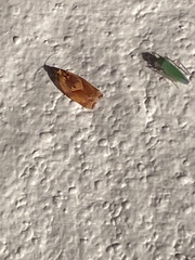 Argyrotaenia amatana