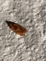 Argyrotaenia amatana