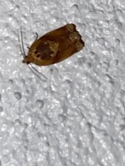 Argyrotaenia amatana