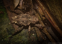 Poropterus parryi