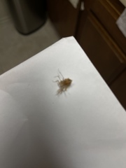 Insecta