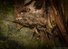 Poropterus parryi