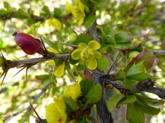 Berberis angulosa
