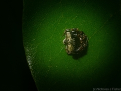Arkys speechleyi