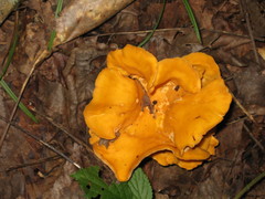 Cantharellus confluens