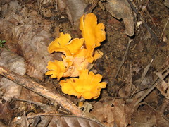 Cantharellus confluens