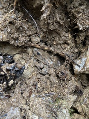 Lithobates palustris