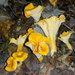 Cantharellus confluens - Photo (c) anonymous, some rights reserved (CC BY-SA)