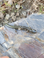 Aneides klamathensis