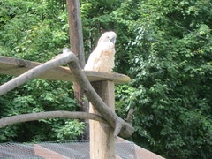 Cacatua moluccensis