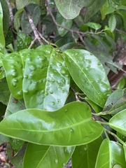 Coccoloba diversifolia