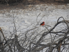 Pyrocephalus rubinus