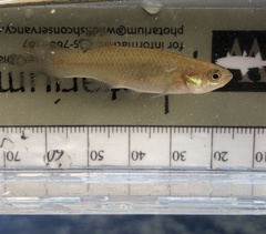 Fundulus rubrifrons