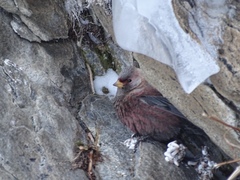 Leucosticte arctoa