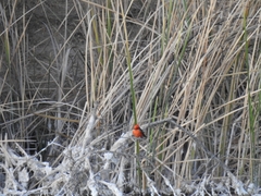 Pyrocephalus rubinus