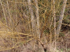 Salix