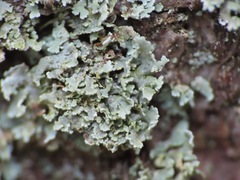 Cladonia