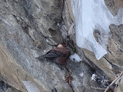 Leucosticte arctoa