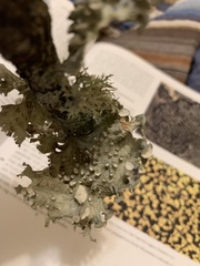 Ramalina sinensis