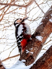 Dendrocopos major japonicus